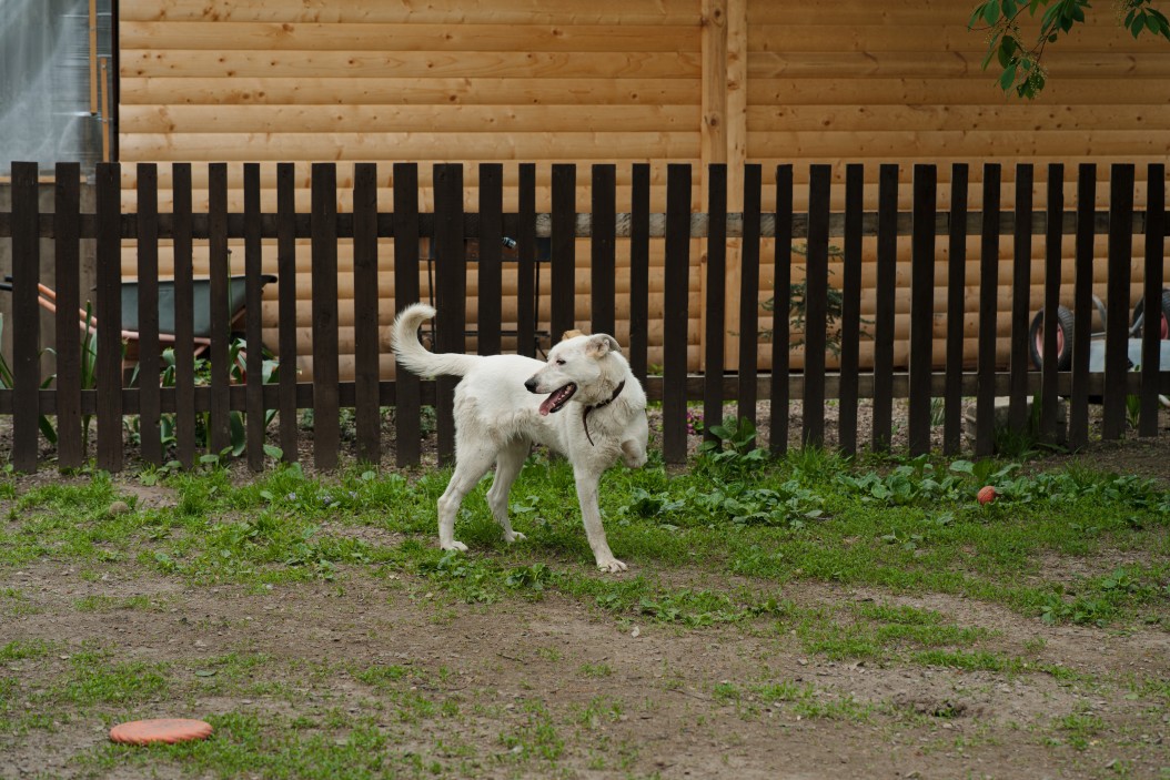 a crippled dog in walking the street who needs grant for animal shelter